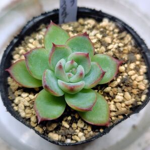 str様専用セット