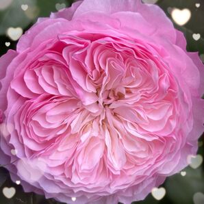 レア 【バラ挿木苗】 DA ER ロザリンド 切花 廃盤品種 希少 バラ 苗 ④