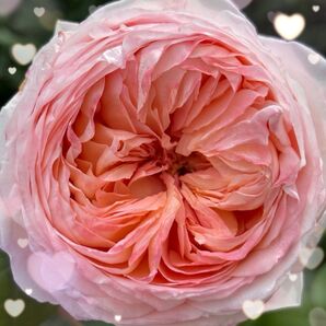 値下げ 【バラ挿木苗】 バラ 苗 アプリコットオレンジ 可愛いカップ咲き 強香品種 ⑥