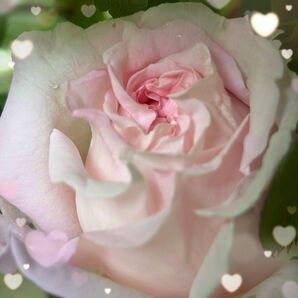 値下げ 【バラ挿木苗】 グレーピンク ニュアンスカラー 房咲き バラ 苗 ①