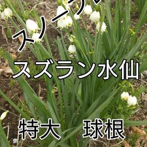 スノーフレーク スズラン水仙の球根