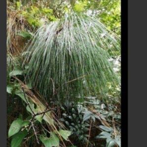 大王松 松葉 松葉茶 農薬不使用 ネコポス1杯 希少品 入手困難品 世界一の大王松 大王松松葉 無農薬 天然 枝付き松葉