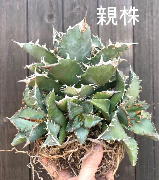 アガベ チタノタ 白鯨 子株 発根済み
