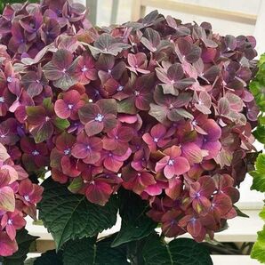 紫陽花 入 アジサイ 苗 ルビーチョコレート