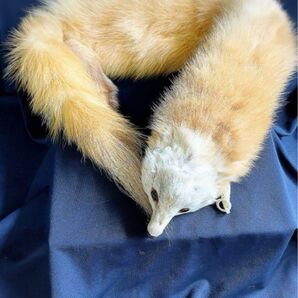 テン 足つき 美顔 リアルファー マフラー 襟巻き