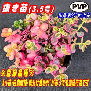 レア☆斑入りポーチュラカ 華ミステリア【抜き苗】3.5号モリモリ♪多肉植物 プラ鉢 プレステラ PVP:18185