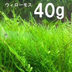 ウィローモス 40g 無農薬