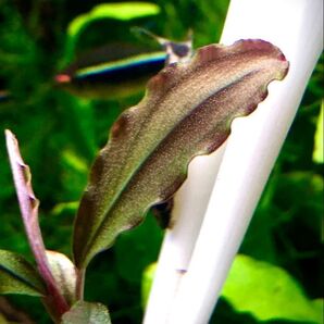 ブセファランドラsp.コッパーリーフ Sサイズ1株