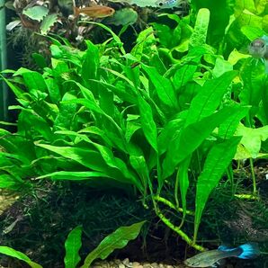 ミクロソリウム・ソードリーフ 5.0g