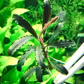 ブセファランドラspゴジラ 1株