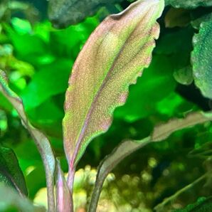 ブセファランドラsp.コッパーリーフMサイズ1株