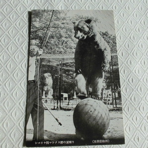 P17 絵葉書 世界動物博 シベリア熊、マツクス君玉乗り・ライオンロメオ君のジヤンブ・動物スター八等のごあいさつ 3枚の画像4