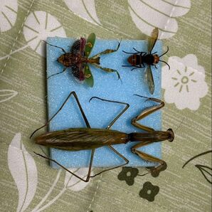 オオカマキリ コモンフラワーマンティス コガタスズメバチ 標本