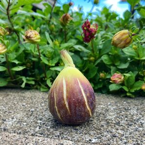 品種リスト公開中です 穂木 イチジク