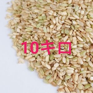 令和7年産 徳島県産 コシヒカリのくず米10 kg