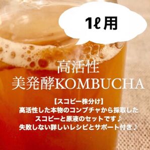 高活性 美発酵コンブチャ コンブチャ マザー菌株 スコビー株分け 詳しいレシピ&サポート付