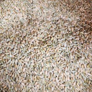 令和7年 長野県産規格外小麦27キロ 鶏や小動物のエサにどうぞ!!