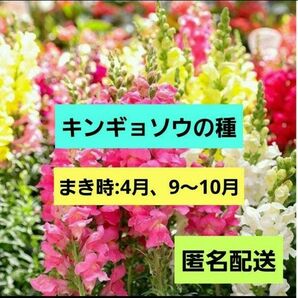 金魚草の種 約300粒 ★まき時:4月、9〜10月 キンギョソウ