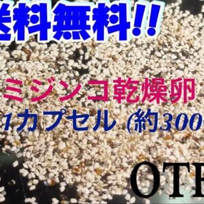 タマミジンコ乾燥卵(約3000個)1カプセル 小さくて柔らかいミジンコ 稚魚やメダカ、小型の魚、金魚などの生き餌に最適!