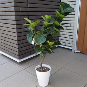 観葉植物 カシワバゴム バンビーノ 曲がり 5号鉢