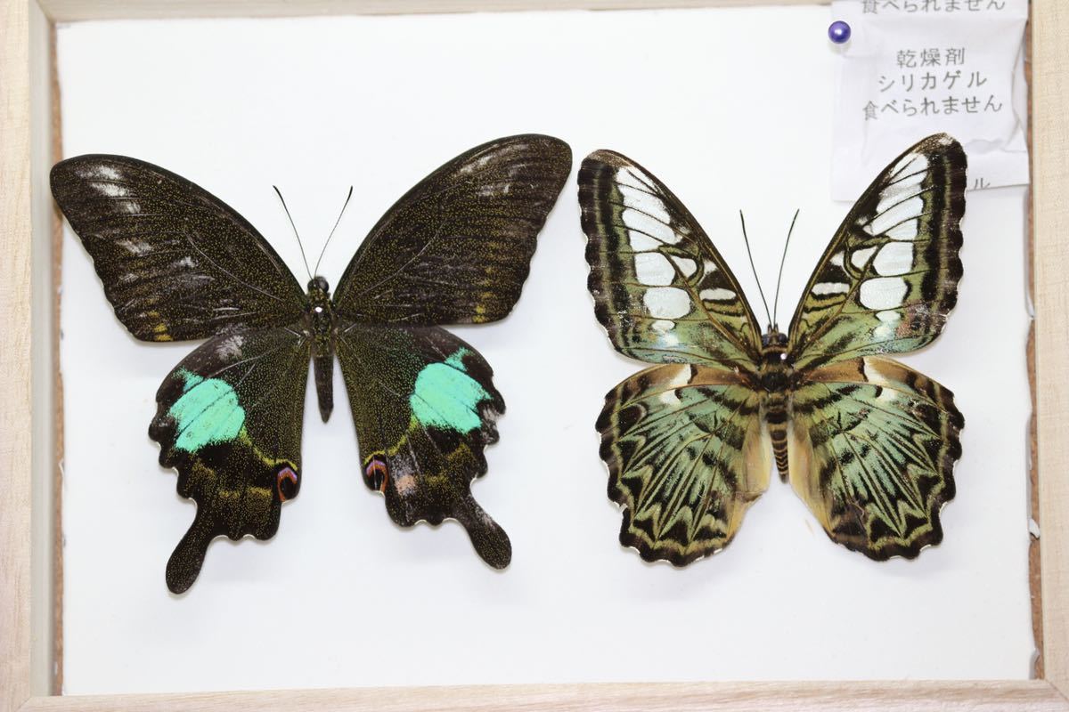 想像を超えての 蝶標本 ♂ アグリアス・ハイブリッド 2-3 - 虫類用品 - app-zen.com