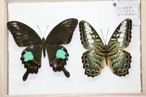 蝶の標本トラフタテハX1 ルリモンアゲハX1 箱付き