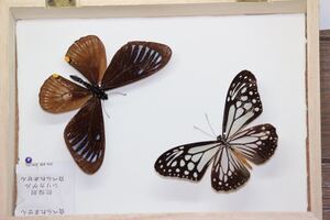 蝶の標本マネシアゲハX1アサギマダラ X1 箱付き