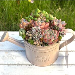 多肉植物寄せ植え ジョーロ型ブリキ 多肉植物の寄せ植え 可愛い寄せ植え