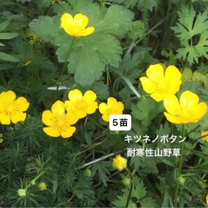 キツネノボタン 花苗 山野草 5苗