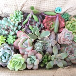 No.31 写真のセットをお送りします 多肉植物 多肉弁当 寄せ植え 詰め合わせ 箱サイズ 14cm x 9cm