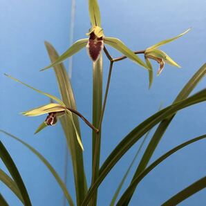 ☆送料込み!薩摩寒蘭紫尾山 山採り無銘青6条☆ 寒蘭
