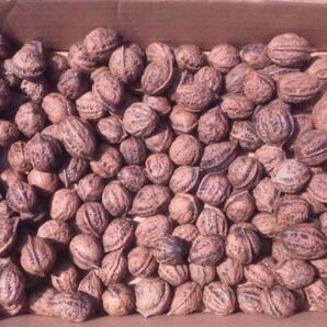 2025年秋収穫 胡桃(殻付) 4kg