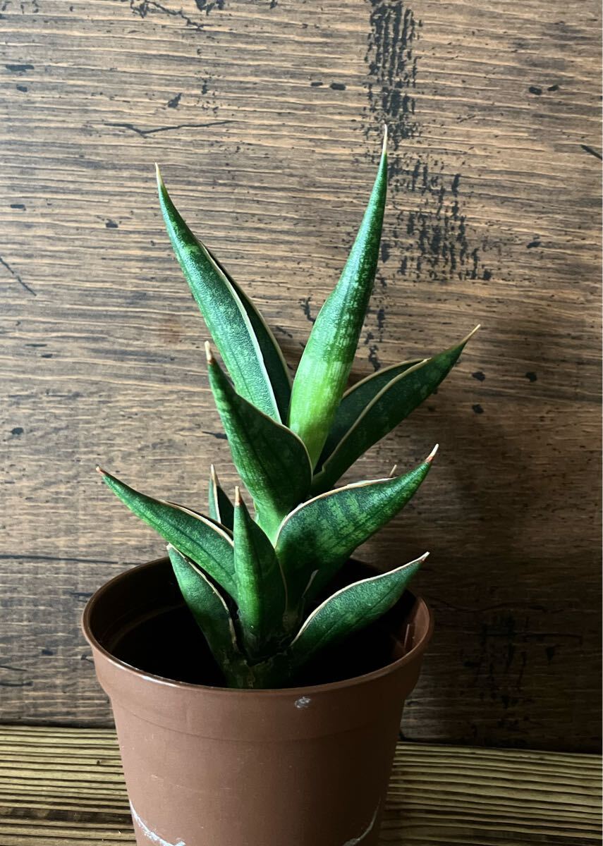 2025年最新】Yahoo!オークション -サンスベリア(花、園芸)の中古