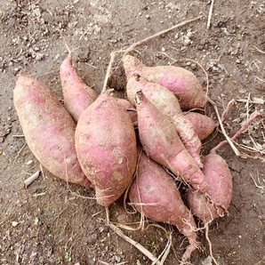 令和7年産 奈良県産 無農薬サツマイモ(べにはるか) 土付き 不揃い
