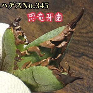 アガベ チタノタ ハデス No.345 恐竜牙歯 優良血統 Hades 成長すればするほど鋸歯の豪快さが増していきます!