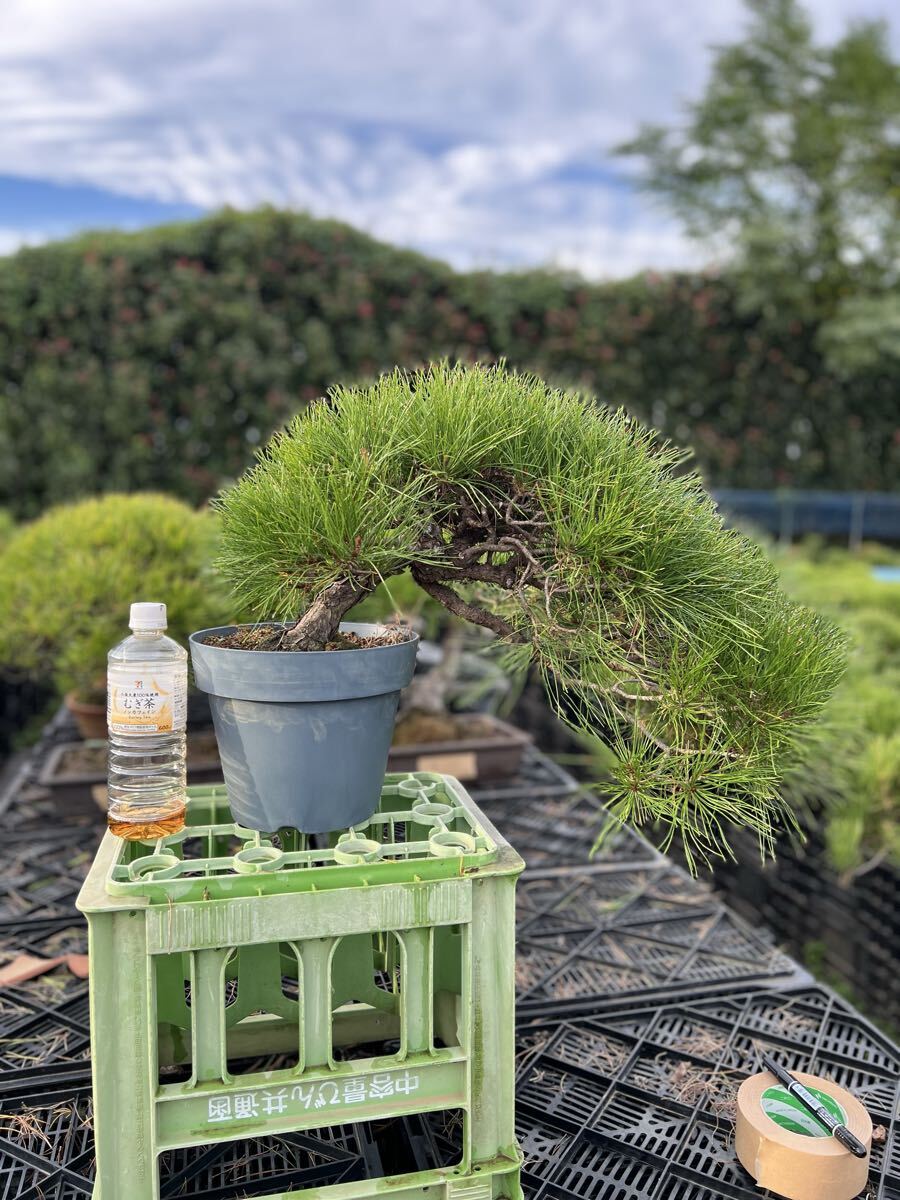 2025年最新】Yahoo!オークション -赤松(盆栽)の中古品・新品・未