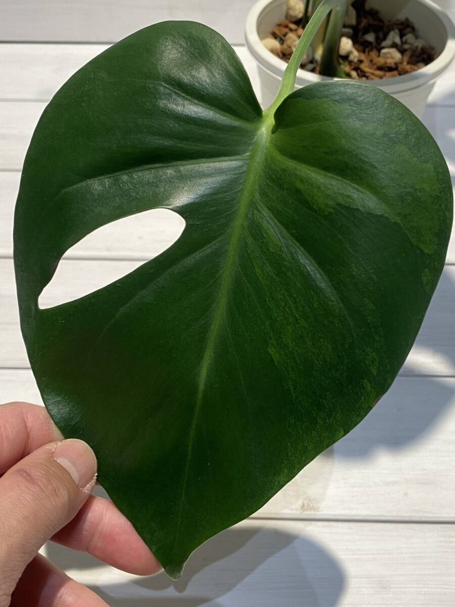 2025年最新】Yahoo!オークション -モンステラ デリシオーサ(観葉植物