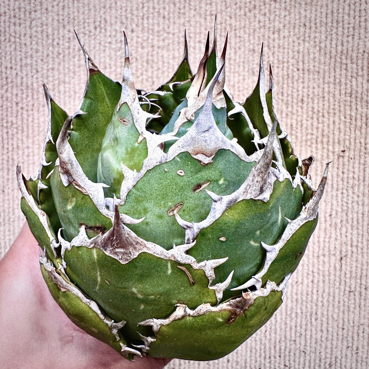 Yahoo!オークション -「アガベ チタノタ fo-076」の落札相場・落札価格