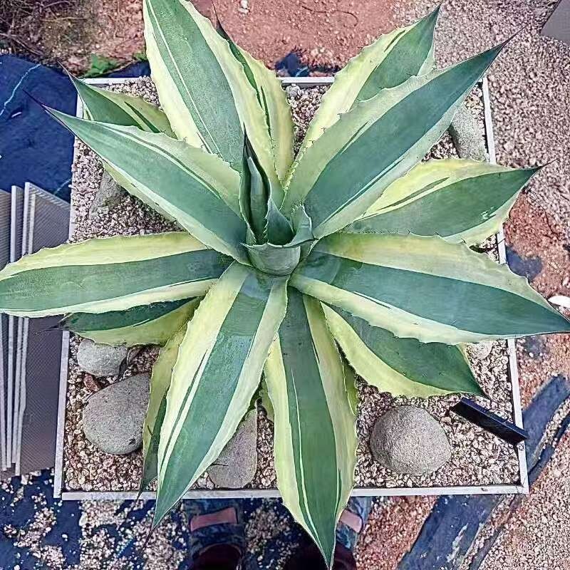 Yahoo!オークション -「orca オルカ」(アガベ) (観葉植物)の落札相場