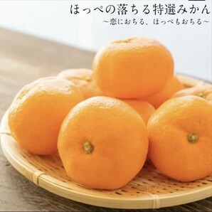 長崎産伊木力みかん2S〜3S 3キロ 約42個〜60個入化粧箱ご贈答 伊木力佐瀬