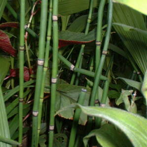 中型 トクサ 30本 800円 育てやすい