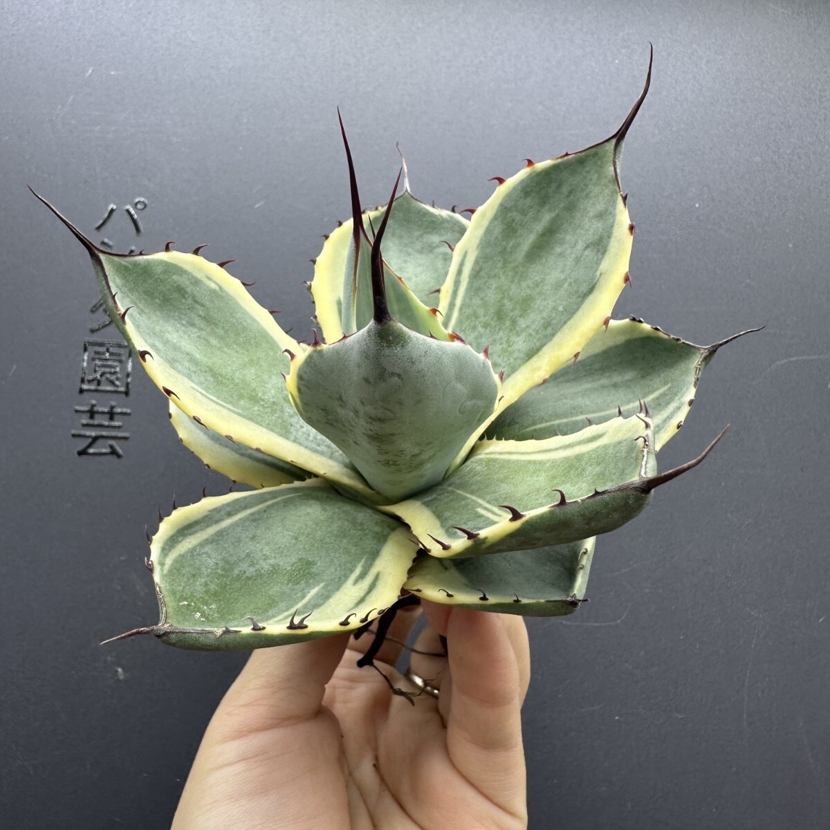 アガベ　オリザバ　トランカータ　斑入　美株　極上 アガベ オリザバ トランカータ 斑入 美株 極上 アガベ パリー