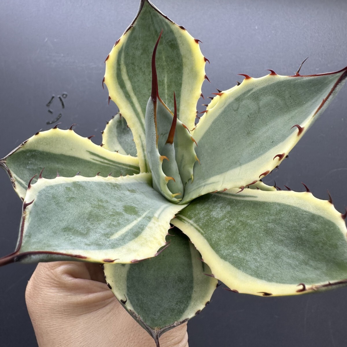 Yahoo!オークション -「アガベ パリートランカータ大株」(花、園芸) の