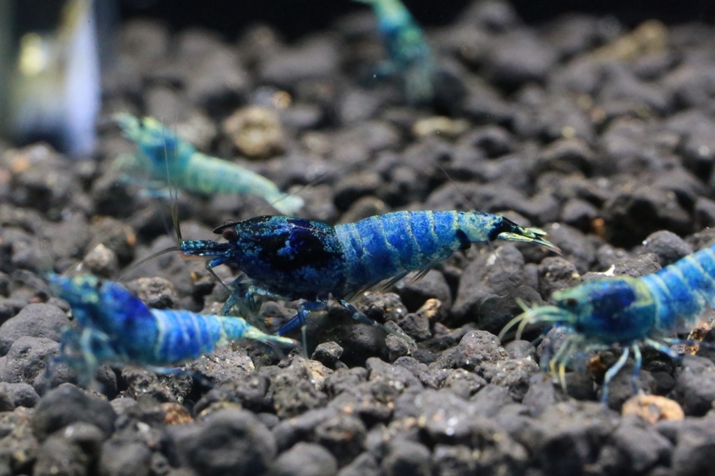 ブルーベルベットシュリンプ 10匹 (SNP:10pcs) / チェリーシュリンプ / カラーヌマエビ 《エビノミカワ》