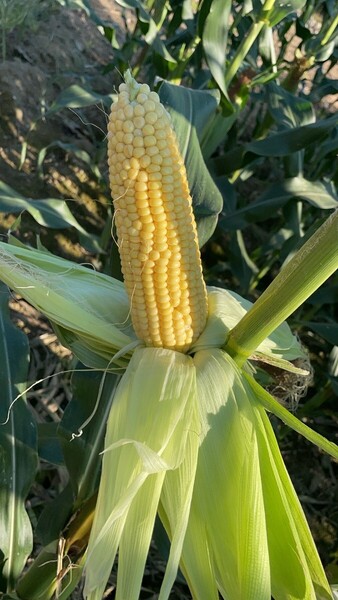 もちとうもろこし 黄色の粘玉米 10本