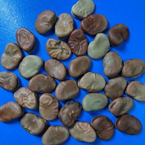 ★送料無料25★ そら豆 大きなタネ 30粒 そらまめ 豆の種 種まき用 ソラマメ 大タネ 22mm以上が多数 大粒たね