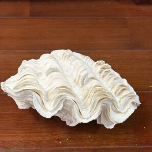 貝殻 シェルコレクション シャコガイ 対 インテリア 置物 アクアリウム ディスプレイ