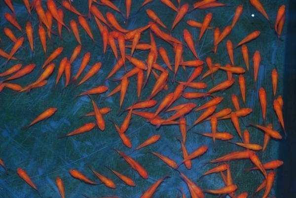 PURE** ограничение распродажа промышленные круги!! быстрое решение! распродажа! маленький красный 50 шт такой же упаковка OK** свежий . приманка золотая рыбка! этот год . цена ..... .!