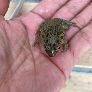 冷凍カエル【M〜S mix 50匹】餌用カエル 約2〜4cm ヌマガエル 餌 送料込み