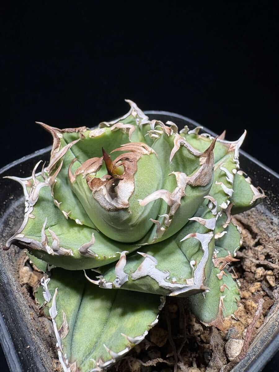 Yahoo!オークション -「アガベ チタノタ冰雹」の落札相場・落札価格